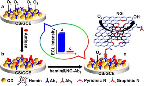 Signal Amplification For Highly Sensitive Immunosensing Springerlink