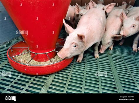 L Levage Porcin En Usine Photo Stock Alamy