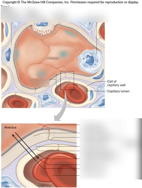 Alveolus And Capillary Diagram Quizlet