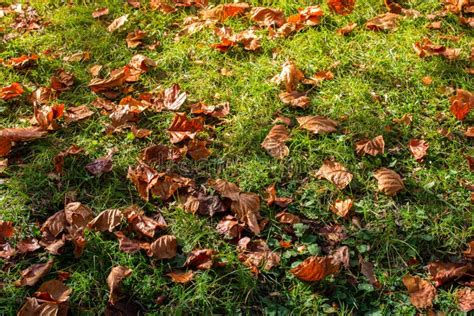 Brown Leaf Texture and Background. Dry Leaves Background Texture Stock Image - Image of ...