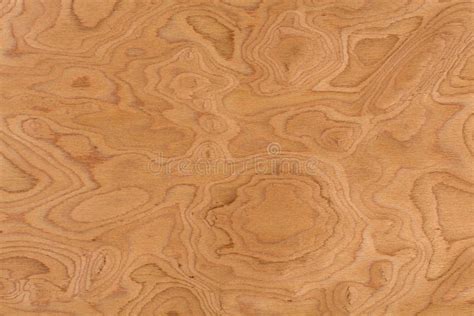 Close Up Real Walnut Burl Wood Grain Texture Background Stock Photo