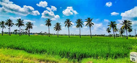 Green Paddy Fields Against The Backdrop Of Blue Sky In Tadepalliguedem