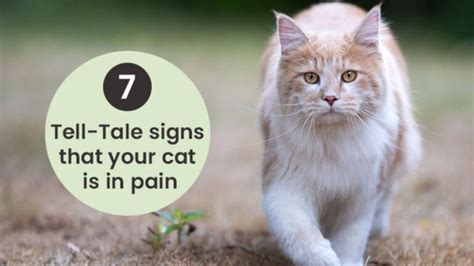 7 Tell-Tale Signs That Your Cat Is In Pain - The Kitty Expert