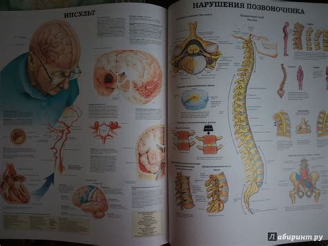 Книга: Большой атлас анатомии человека - . Купить книгу, читать ...
