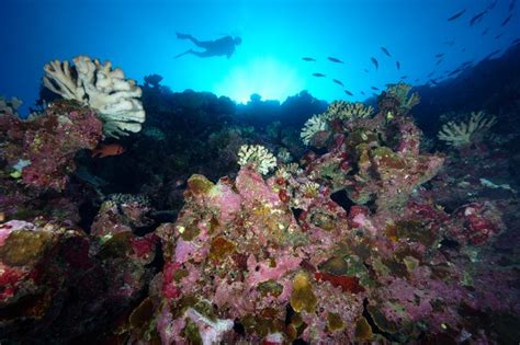 Plong E Sur La Biodiversit D Un R Cif Corallien Vairao Tahiti