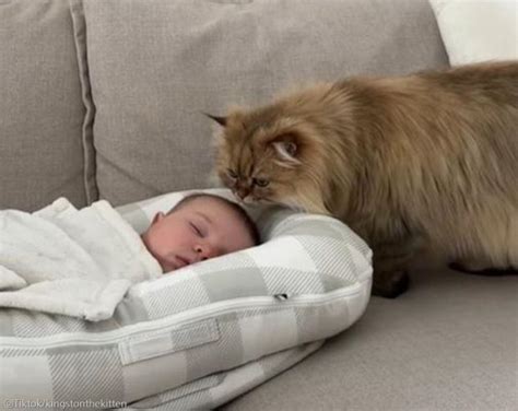 Ha Iniziato A Vivere Con Un Bambino Che Ha Visto Per La Prima Volta