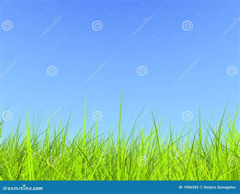 Fresh Green Grass On Blue Sunny Sky Background Stock Photo Image Of