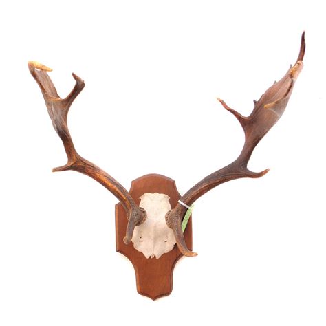 Fallow Deer Antler Rack Taxidermy Mounts For Sale And Taxidermy