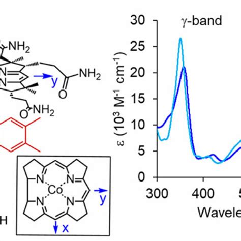 Left Schematic Illustration Of The Structure Of Hocbl And H 2 Ocbl Download Scientific