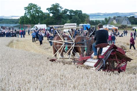 Gallery Clydesdale Horse Society