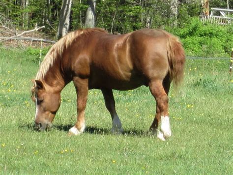 Belgianhaflinger Pony Horses Pony Haflinger