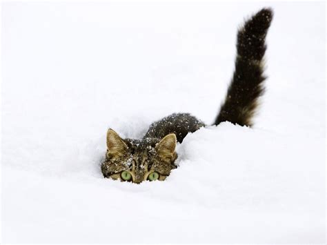 Cute Winter Cat Wallpapers - Top Free Cute Winter Cat Backgrounds ...