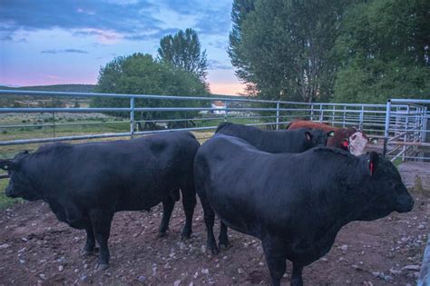 Una cabaña de Trevelin concretó la primera exportación de bovinos