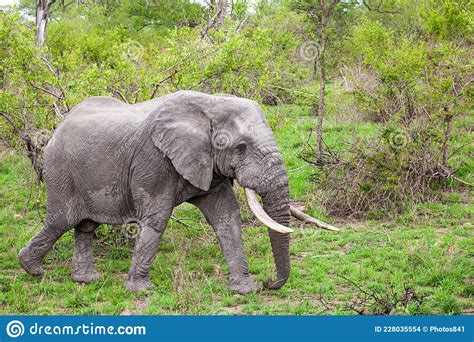 Male Elephant With Big Tusks Walks Through The Grasslands Of The Kruger