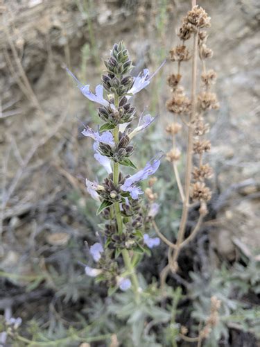 Asbestos Mountain Sage Hybrid Salvia Apiana × Eremostachya