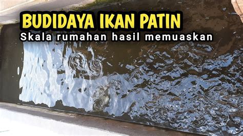 Budidaya Ikan Patin Di Kolam Beton Skala Rumahan Youtube