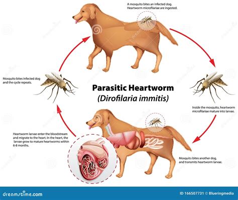 Diagrama Mostrando Dirofilariose Parasita Ilustração do Vetor