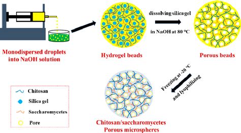 Figure 1 From Synthesis And Characterization Of Porous Chitosan