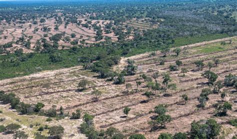 Desmatamento Nos Biomas Do Brasil Cresceu 22 3 Em 2022