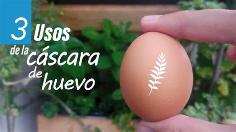 Los Usos De La C Scara De Huevo Para Plantas Y La Huerta Casera