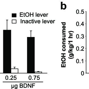 BDNF Injection Into The Shell Of The NAc Does Not Alter Ethanol