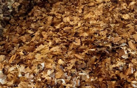 coffee chaff  weirdest  left  crazy coffee crave