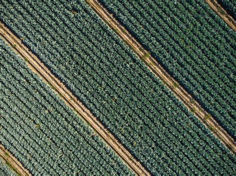 Premium Photo | Aerial view of a field of cabbage agriculture field ...