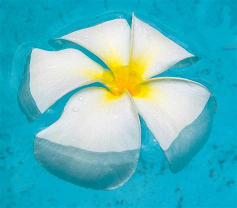 floating-plumeria - Hawaii Pictures