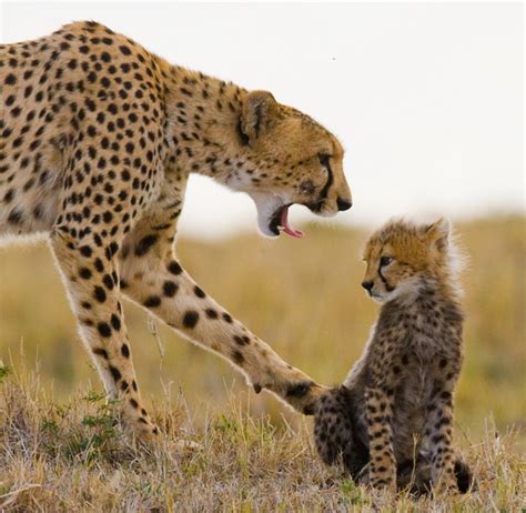 Adult Cheetah With Cub Stock Photo Free Download