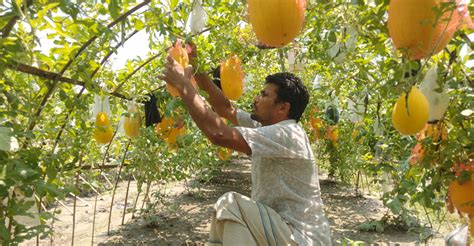 হলুদ তরমুজ চাষে কৃষকের মুখে হাসি