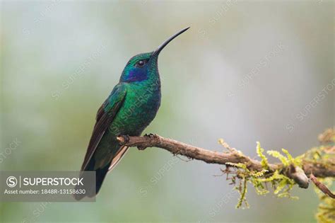 Green Violetear Colibri Thalassinus Sitting On Branch Los Quetzales