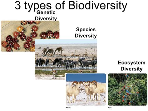 There are three types of biodiversity they are as follows: genetic ...