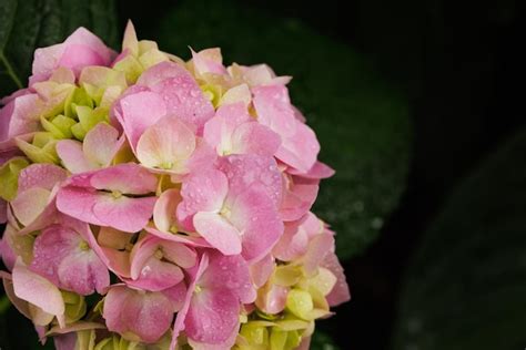 Hortênsia macrophylla grande hortênsia rosa de folhas fechadas