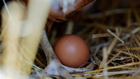 Bird flu at Ohio egg farm; 2.6 million chickens to be killed | 10tv.com