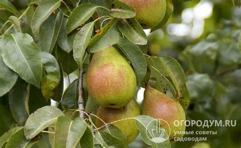 Груша Просто Мария: описание сорта, фото, отзывы, опылители
