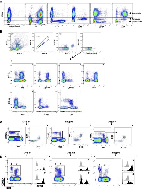 Frontiers Examination Of IgG Fc Receptor CD16A And CD64 Expression By