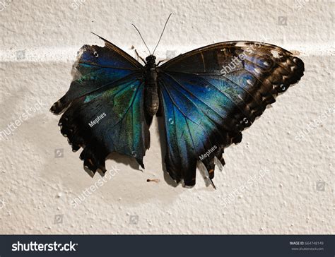 1 432 Broken Butterfly Wing Images Stock Photos Vectors Shutterstock