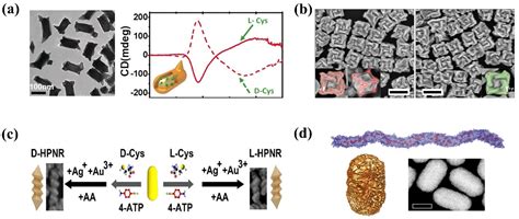 Biosensors Free Full Text Gold Nanoparticle Based Chiral Plasmonic