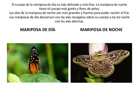 Mariposas de noche y mariposas de día