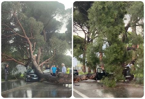 Tragedia Sfiorata A Roma Grosso Pino Crolla Su Un Auto In Via