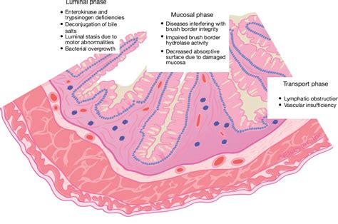 Table 1 from The Malabsorption Syndrome and Its Causes and Consequences | Semantic Scholar