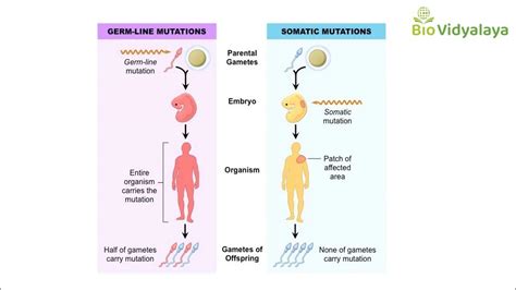 Whats The Difference Between Germline And Somatic Mutations Learn