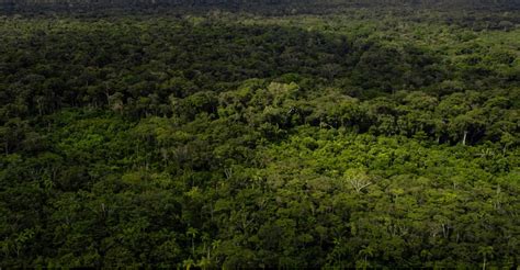 ¡misterios Naturales La Selva Amazónica Cuenta Más De 10 000 Yacimientos Arqueológicos