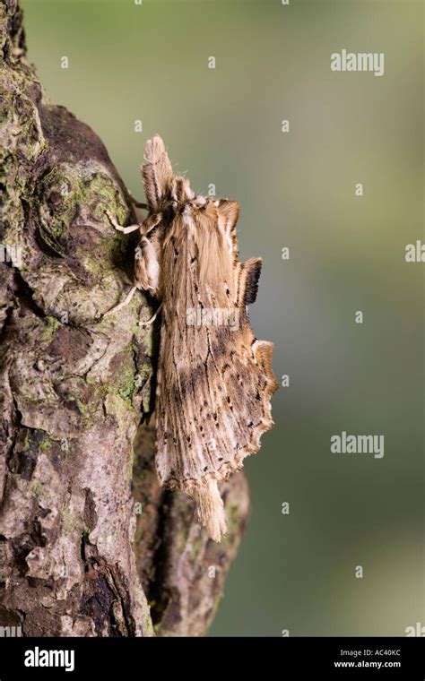 Pale Prominent Pterostoma Palpina At Rest On Log With Nice Out Od