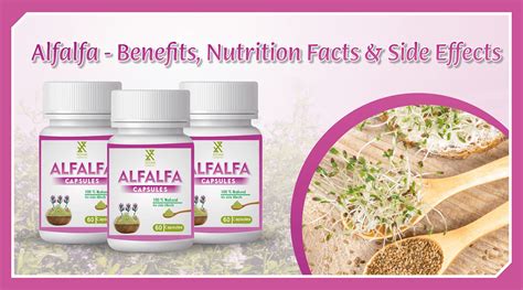 Alfalfa — Benefits Nutrition Facts And Side Effects By Xovakpharma Medium