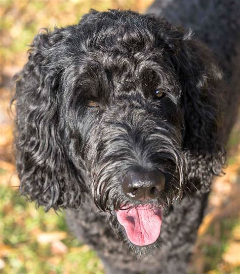 labradoodle dog breed information center  lab poodle mix breed