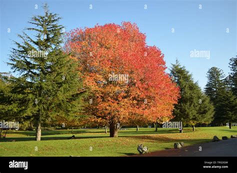 Liquid Amber Tree Hi Res Stock Photography And Images Alamy