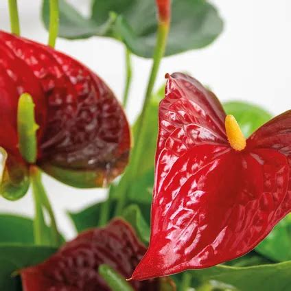 Anthurium Aristo Rood Flamingoplant 14 Cm 45 55 Cm