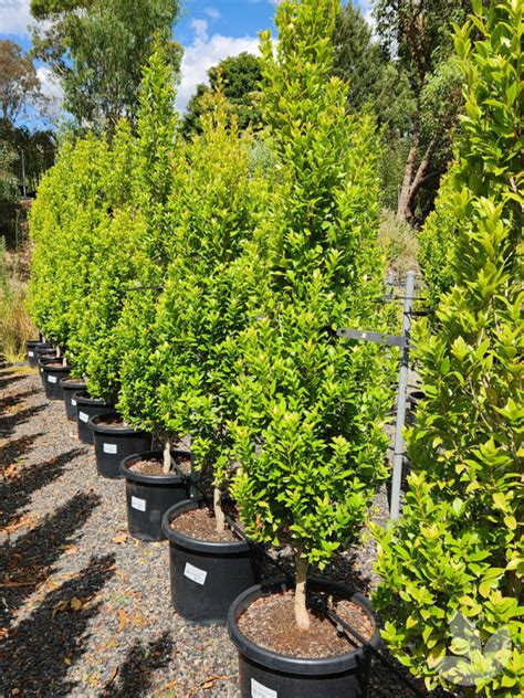 Syzygium Australe Hinterland Gold Hinterland Gold Lilly Pilly