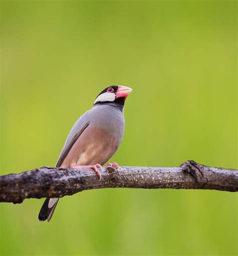 Premium Photo Java Sparrow Java Finch Lonchura Oryzivora On The